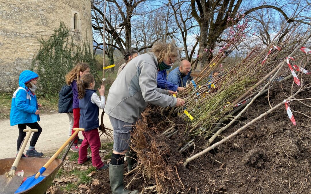 Plantation des arbres fruitiers à Caminando – opération Sous les arbres retrouvons-nous de Biovallée